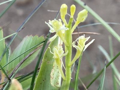 Liparis loeselii, photographed by Derek
