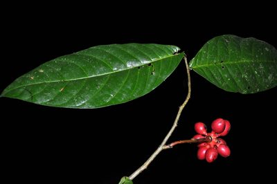 Desmopsis heteropetala, photographed by Eduardo Chacón Madrigal