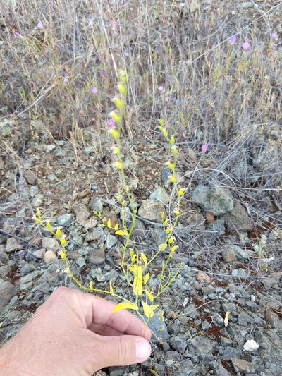 Streptanthus hesperidis, photographed by rockybajada