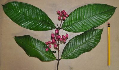 Myrcia paulii-jonesii, photographed by Eduardo Chacón Madrigal