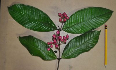 Myrcia paulii-jonesii, photographed by Eduardo Chacón Madrigal