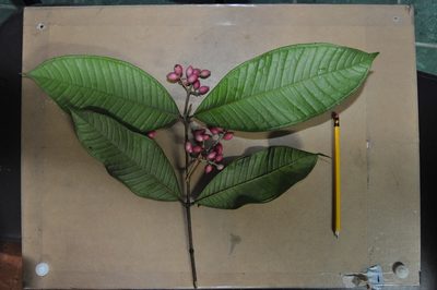 Myrcia paulii-jonesii, photographed by Eduardo Chacón Madrigal