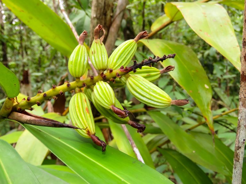 Alpinia oxymitra, photographed by Gerard Chartier