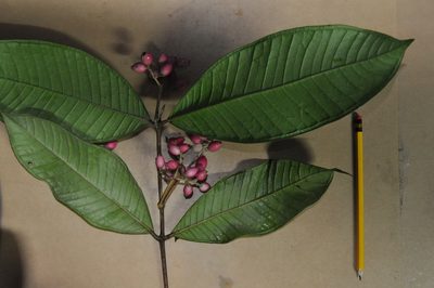 Myrcia paulii-jonesii, photographed by Eduardo Chacón Madrigal