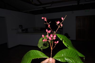 Myrcia paulii-jonesii, photographed by Eduardo Chacón Madrigal
