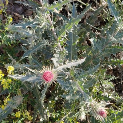 Cirsium arizonicum, photographed by Rusty
