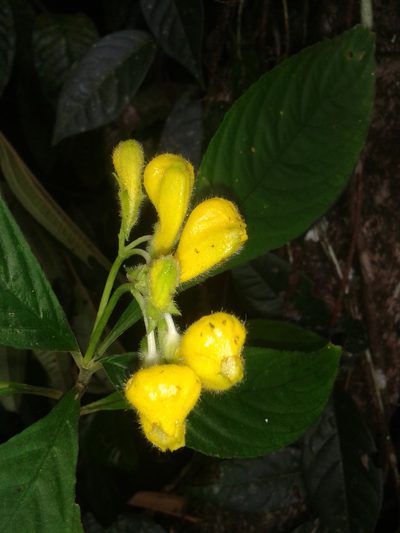 Gasteranthus osaensis, photographed by Eduardo Chacón Madrigal