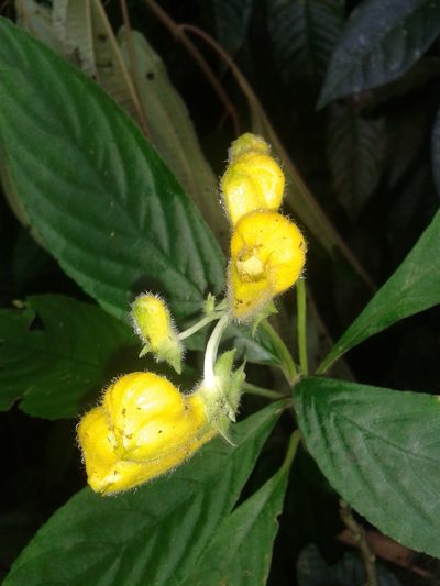 Gasteranthus osaensis, photographed by Eduardo Chacón Madrigal