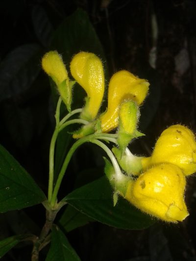 Gasteranthus osaensis, photographed by Eduardo Chacón Madrigal
