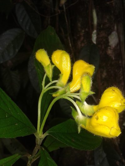Gasteranthus osaensis, photographed by Eduardo Chacón Madrigal