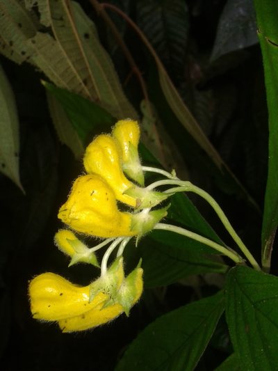 Gasteranthus osaensis, photographed by Eduardo Chacón Madrigal