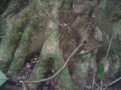 Pleodendron costaricense, photographed by Eduardo Chacón Madrigal