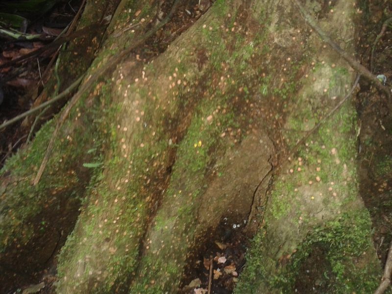 Pleodendron costaricense, photographed by Eduardo Chacón Madrigal
