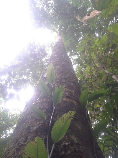 Pleodendron costaricense, photographed by Eduardo Chacón Madrigal