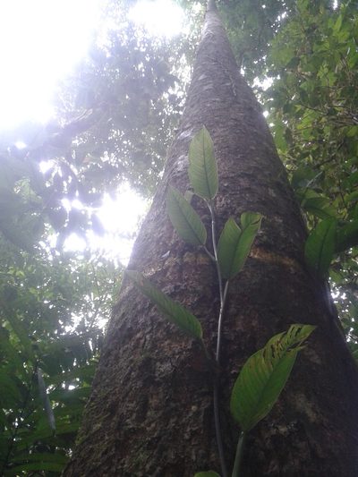 Pleodendron costaricense, photographed by Eduardo Chacón Madrigal