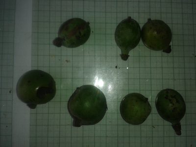 Pleodendron costaricense, photographed by Eduardo Chacón Madrigal