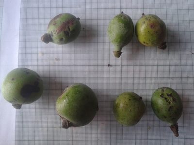 Pleodendron costaricense, photographed by Eduardo Chacón Madrigal