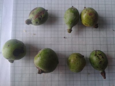 Pleodendron costaricense, photographed by Eduardo Chacón Madrigal