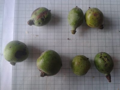 Pleodendron costaricense, photographed by Eduardo Chacón Madrigal