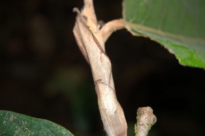 Moquilea corniculata, photographed by Eduardo Chacón Madrigal