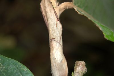 Moquilea corniculata, photographed by Eduardo Chacón Madrigal