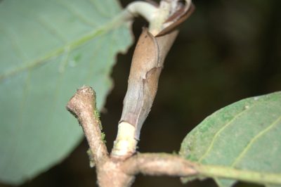 Moquilea corniculata, photographed by Eduardo Chacón Madrigal