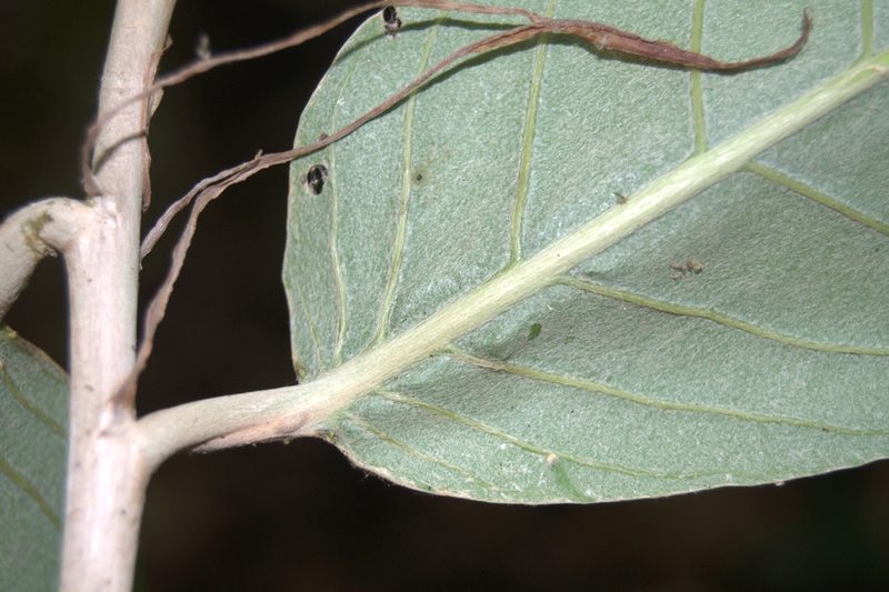 Moquilea corniculata, photographed by Eduardo Chacón Madrigal