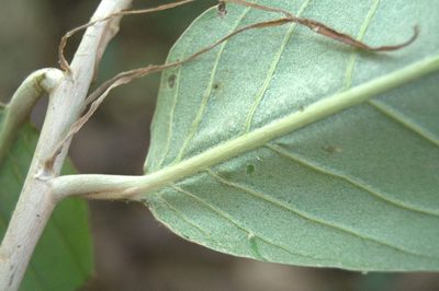 Moquilea corniculata, photographed by Eduardo Chacón Madrigal