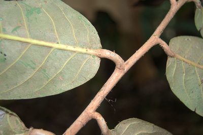 Moquilea corniculata, photographed by Eduardo Chacón Madrigal