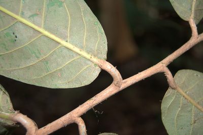 Moquilea corniculata, photographed by Eduardo Chacón Madrigal