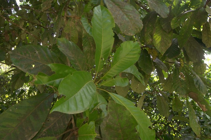 Williamodendron glaucophyllum, photographed by Eduardo Chacón Madrigal