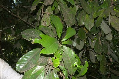 Williamodendron glaucophyllum, photographed by Eduardo Chacón Madrigal
