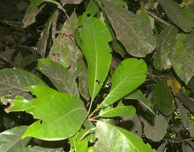 Williamodendron glaucophyllum, photographed by Eduardo Chacón Madrigal