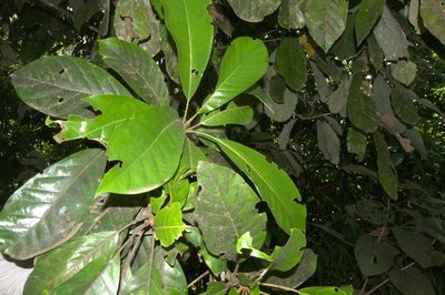 Williamodendron glaucophyllum, photographed by Eduardo Chacón Madrigal