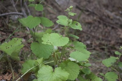 Boykinia rotundifolia, photographed by Diego Blanco