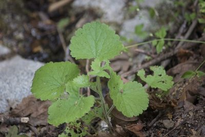 Boykinia rotundifolia, photographed by Diego Blanco