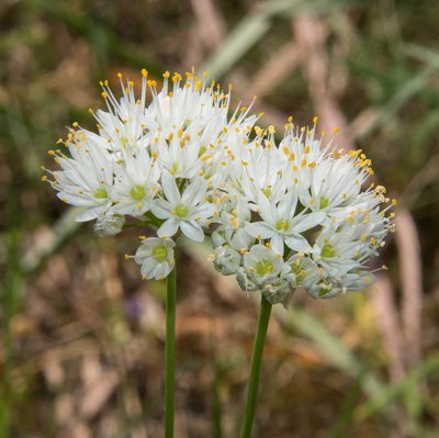 Allium subvillosum, photographed by Don Loarie