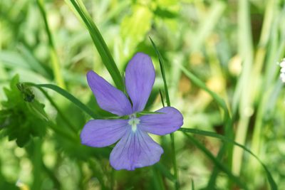 Viola cornuta, photographed by Andrew Melton