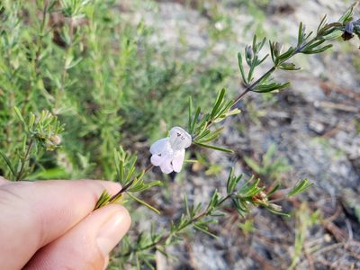 Conradina canescens, photographed by Jody Shugart