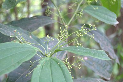 Aiouea neurophylla, photographed by Eduardo Chacón Madrigal