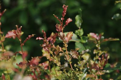 Salix pyrolifolia, photographed by Нурхайдарова Татьяна