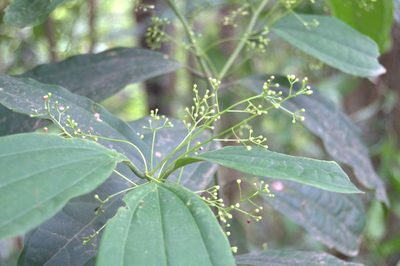 Aiouea neurophylla, photographed by Eduardo Chacón Madrigal