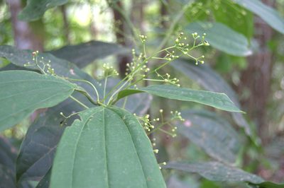 Aiouea neurophylla, photographed by Eduardo Chacón Madrigal