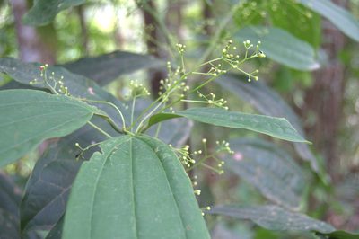 Aiouea neurophylla, photographed by Eduardo Chacón Madrigal