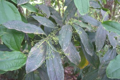Aiouea neurophylla, photographed by Eduardo Chacón Madrigal