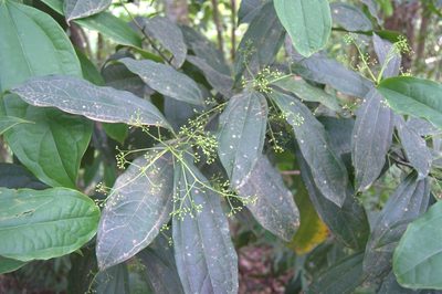 Aiouea neurophylla, photographed by Eduardo Chacón Madrigal