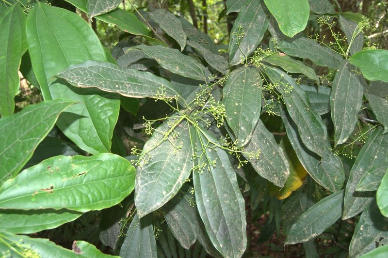 Aiouea neurophylla, photographed by Eduardo Chacón Madrigal