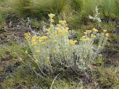 Helichrysum callicomum, photographed by Simon Tonge