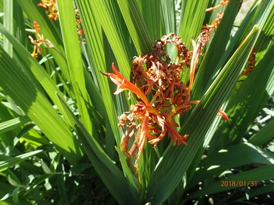 Crocosmia paniculata, photographed by Peter Warren