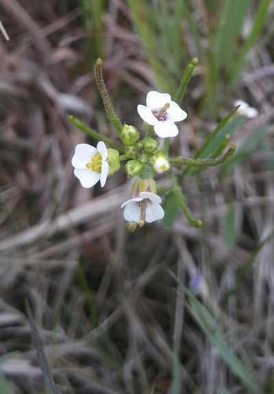 Dontostemon integrifolius, photographed by Юлия